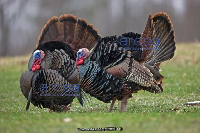 : Wild Turkeys - Males in display : Wild Turkeys - Males in display