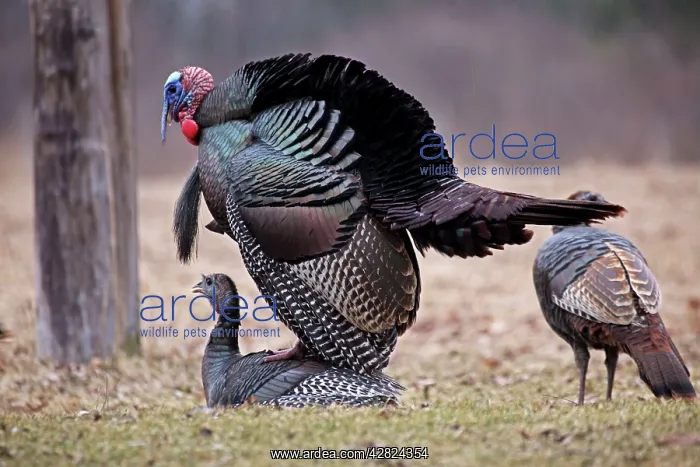 : Wild Turkeys Mating - Male (top) preparing to copulate : Wild Turkeys Mating - Male (top) preparing to copulate
