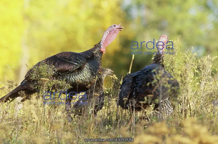 : Wild Turkeys with young : Wild Turkeys with young