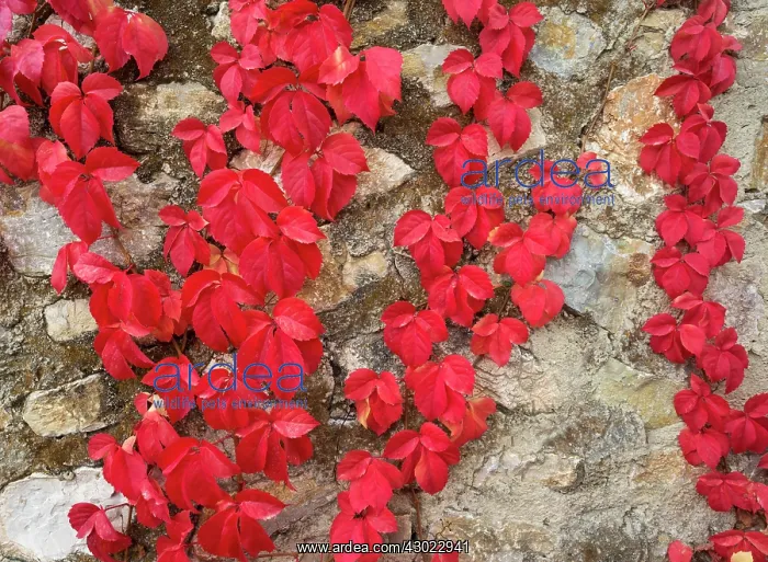 : Wild Vine Leaves - creeping on a stone wall : Wild Vine Leaves - creeping on a stone wall
