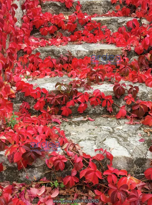 : Wild Vine Leaves - creeping on a stone wall : Wild Vine Leaves - creeping on a stone wall