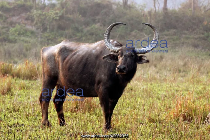 : Wild Water Buffalo : Wild Water Buffalo