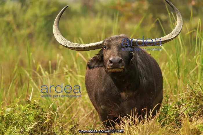 : wild water buffalo : wild water buffalo