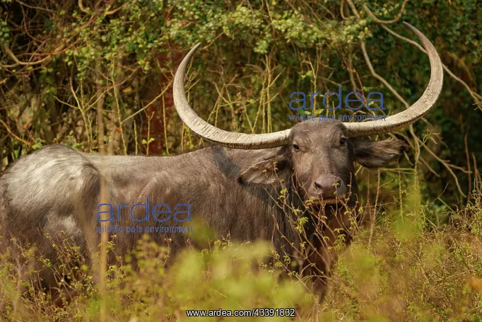 : wild water buffalo : wild water buffalo