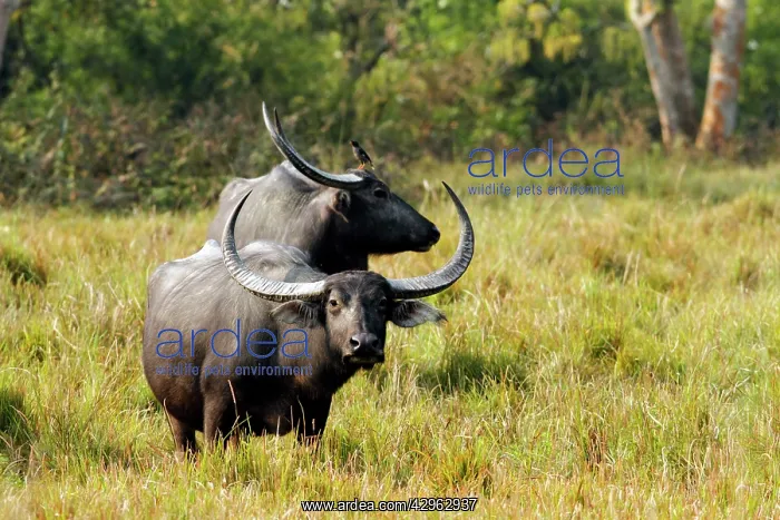 : Wild Water Buffalo - in the grasslands : Wild Water Buffalo - in the grasslands