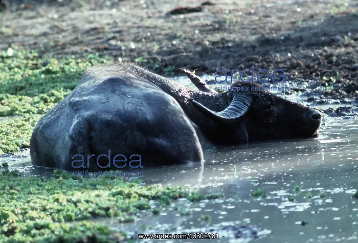 : Wild water Buffalo in water : Wild water Buffalo in water