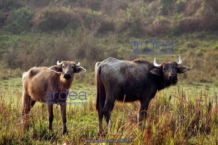 : Wild Water Buffalo - Young : Wild Water Buffalo - Young