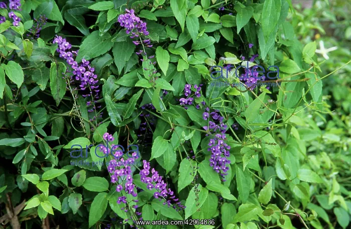 : Wild Wisteria : Wild Wisteria