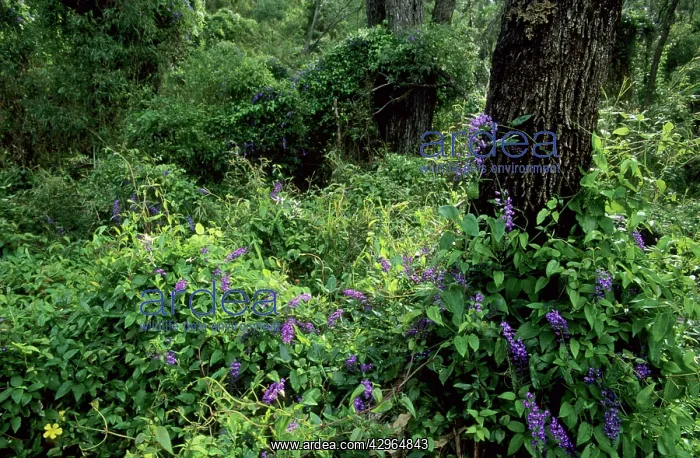: Wild Wisteria : Wild Wisteria
