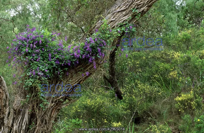 : Wild Wisteria : Wild Wisteria