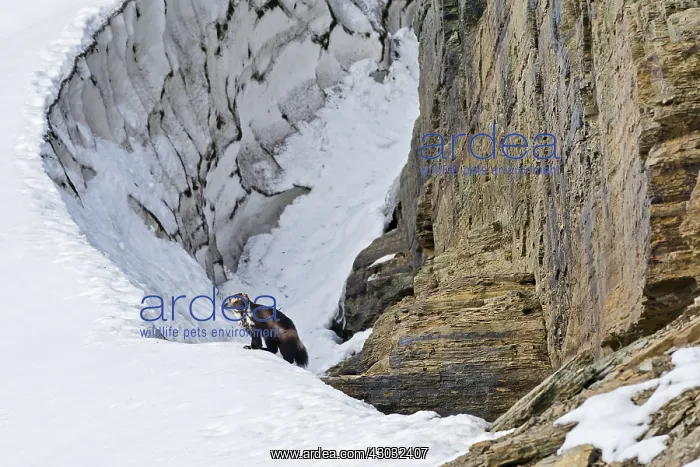  : Wild wolverine (Gulo gulo) along edge of late melting