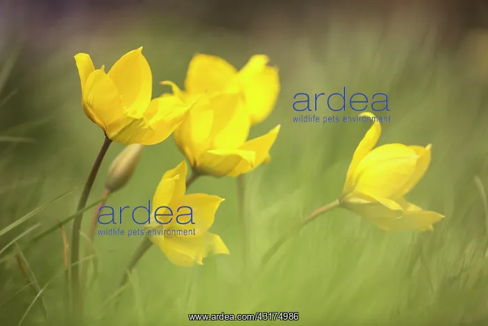  : Wild yellow woodland Tulip, Tulipa sylvestris, growing among