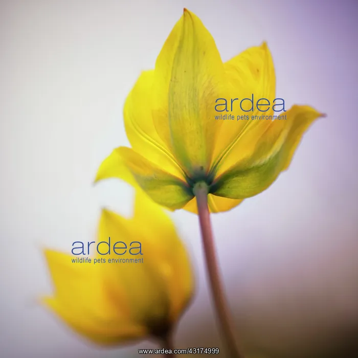 : Wild yellow woodland Tulip, Tulipa sylvestris, single sharp : Wild yellow woodland Tulip, Tulipa sylvestris, single sharp