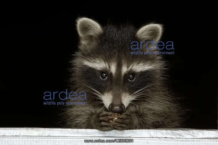 : Wild Young Raccoon - At house window, feeding : Wild Young Raccoon - At house window, feeding