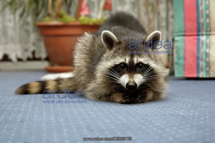 : Wild Young Raccoon - Resting on living room carpet : Wild Young Raccoon - Resting on living room carpet