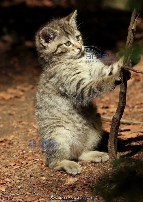 : Wildcat (Felis silvestris). kitten playing - Germany : Wildcat (Felis silvestris). kitten playing - Germany