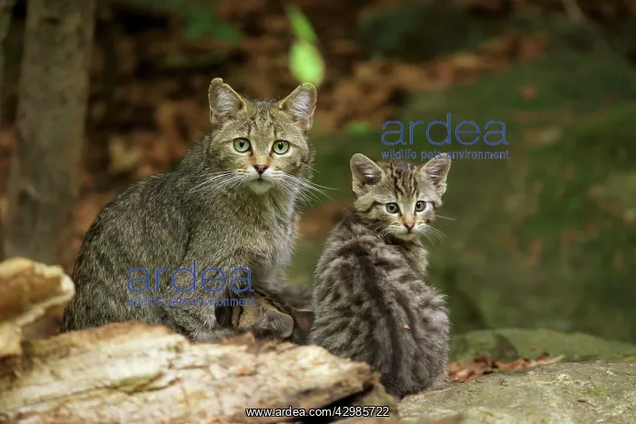 : Wildcat (Felis silvestris). mother and kitten - Germany : Wildcat (Felis silvestris). mother and kitten - Germany