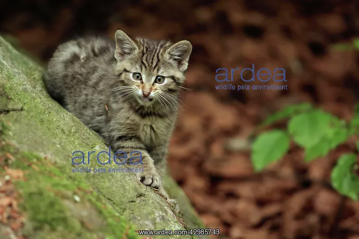 : Wildcat (Felis silvestris). kitten - Germany : Wildcat (Felis silvestris). kitten - Germany