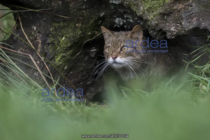 : Wildcat - Captive - UK : Wildcat - Captive - UK