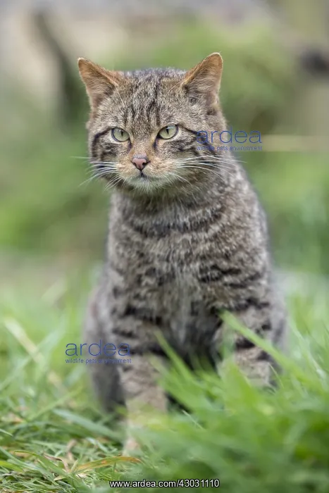 : Wildcat - Captive - uK : Wildcat - Captive - uK