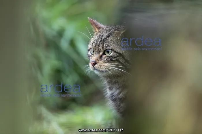 : Wildcat - Captive - UK : Wildcat - Captive - UK