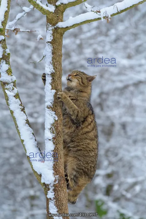  : Wildcat (Felis silvestris), climbing on tree in