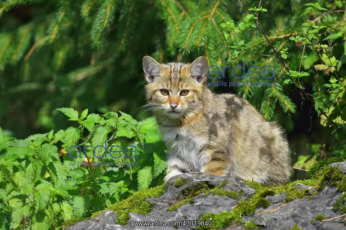 : Wildcat (Felis silvestris), Kitten, captive : Wildcat (Felis silvestris), Kitten, captive