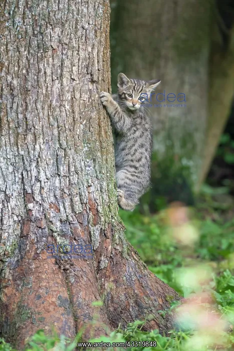 : Wildcat (Felis silvestris), Kitten on tree, captive : Wildcat (Felis silvestris), Kitten on tree, captive