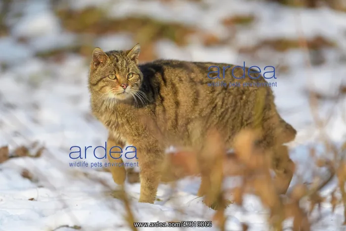 : Wildcat (Felis silvestris), running in winter, captive : Wildcat (Felis silvestris), running in winter, captive