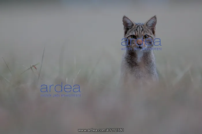 : Wildcat (Felis silvestris silvestris) hunting at : Wildcat (Felis silvestris silvestris) hunting at