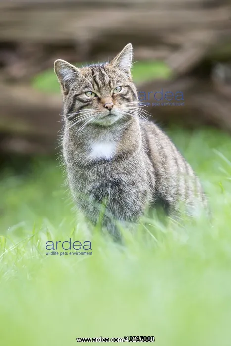  : Wildcat (Felis silvestris) sitting in woodland