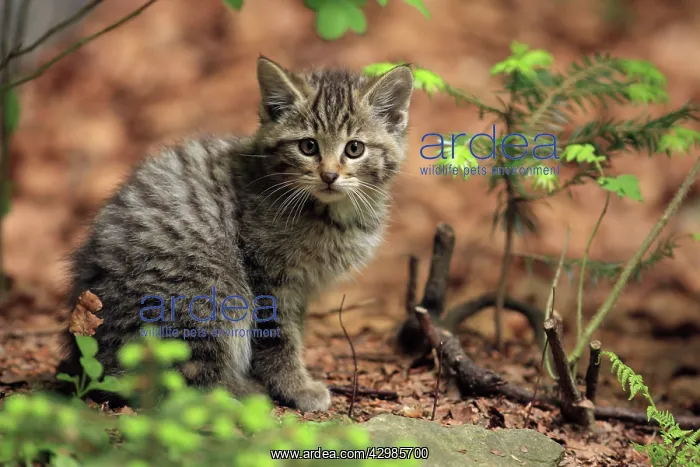 : Wildcat - kitten : Wildcat - kitten