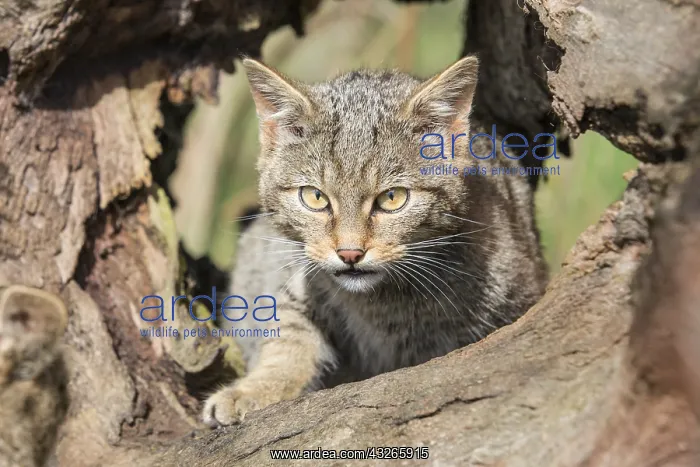 : Wildcat kitten (Felis silvestris) exhibiting s : Wildcat kitten (Felis silvestris) exhibiting s