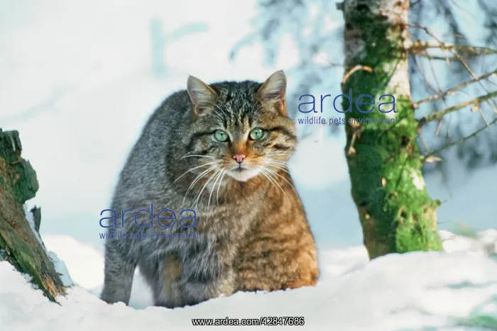 : Wildcat / Wild Cat - in snow : Wildcat / Wild Cat - in snow