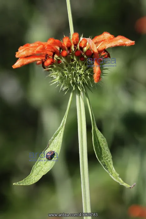 : Wilddagga, Leonotis leonurus : Wilddagga, Leonotis leonurus