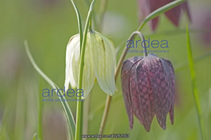  : wilde kievitsbloem