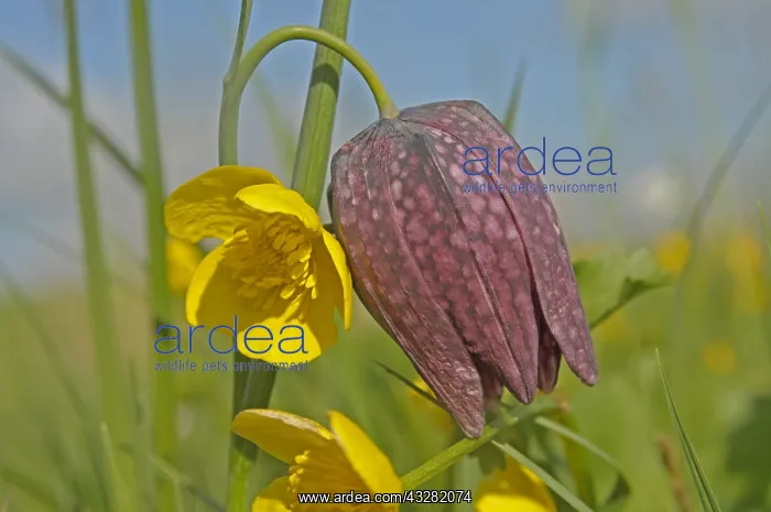  : wilde kievitsbloem