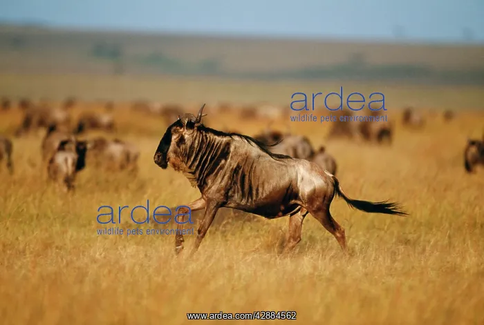  : Wildebeest