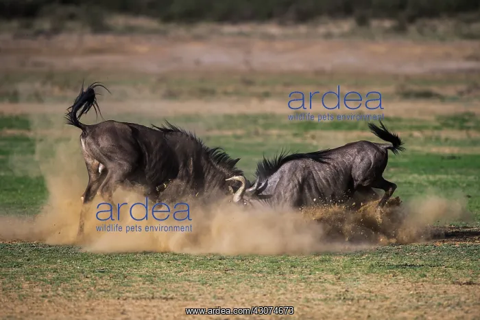 : Wildebeest : Wildebeest