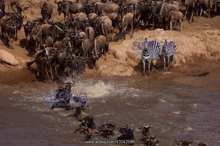 : Wildebeest : Wildebeest