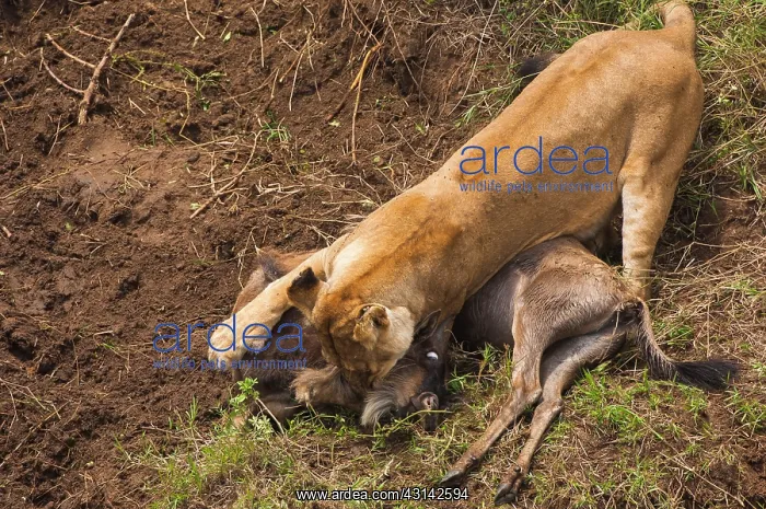 : Wildebeest : Wildebeest