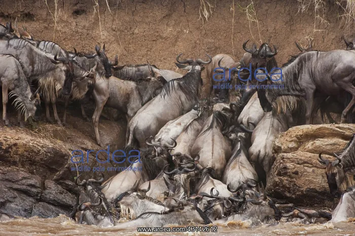 : Wildebeest : Wildebeest
