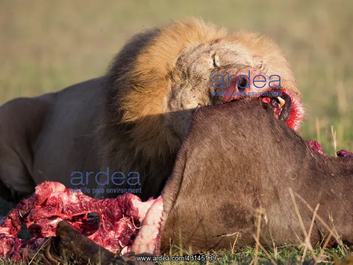 : Wildebeest : Wildebeest