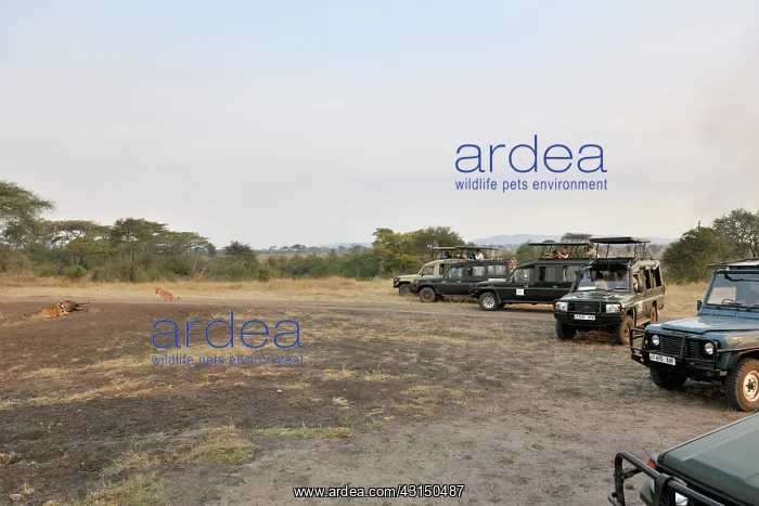 : Wildebeest : Wildebeest