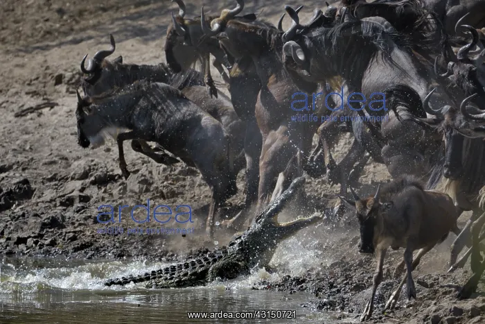 : Wildebeest : Wildebeest