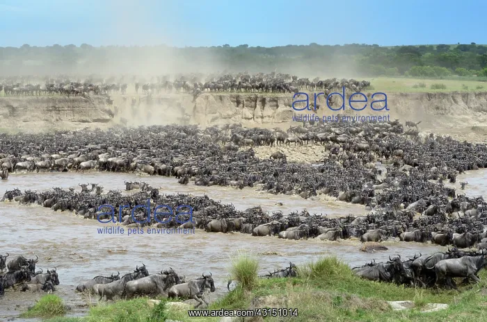 : Wildebeest : Wildebeest