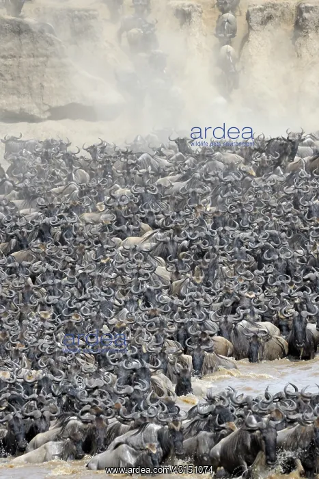 : Wildebeest : Wildebeest