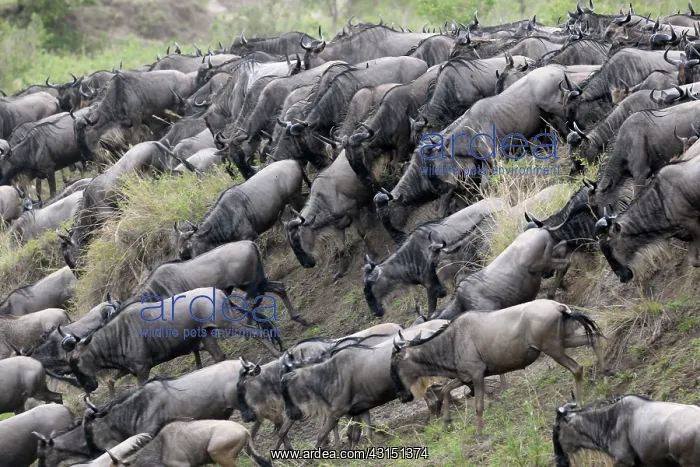 : Wildebeest : Wildebeest