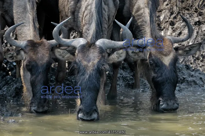 : Wildebeest : Wildebeest