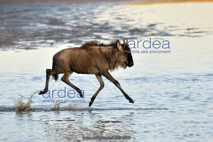 : Wildebeest : Wildebeest